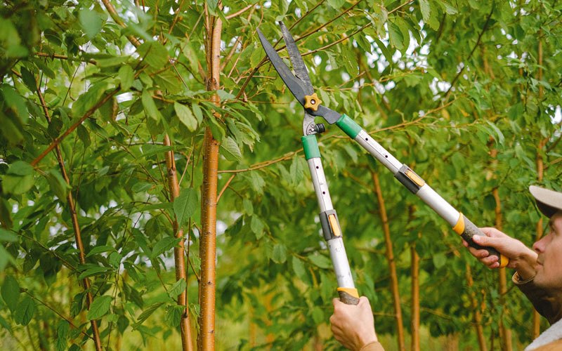 Tree trimming in Melstone, MT